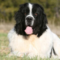 Landseer