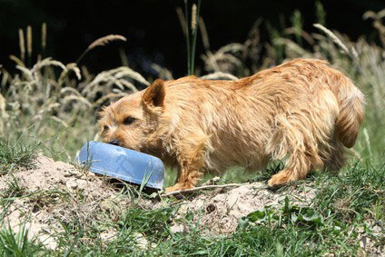 Der Norfolk Terrier ist auch als Familienhund gut geeignet. Er hat einen temperamentvollen Charakter.