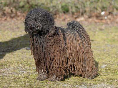 - Wesen - Erziehung - Haltung | Hunde-fan.de