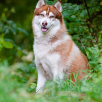 Alaskan Malamute