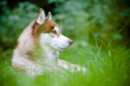 Alaskan Malamute