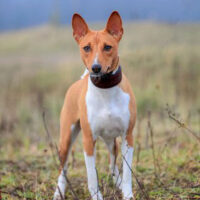 Basenji