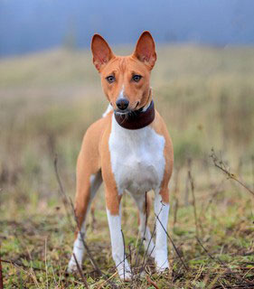 Basenji