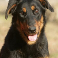 Beauceron