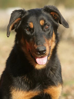 Der Beauceron ist mit dem Briard verwandt. Er gehört zu den Hütehunden.