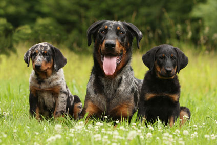 Beauceron - Berger de Beauce Charakter - Wesen Erziehung - Haltung -fan.de