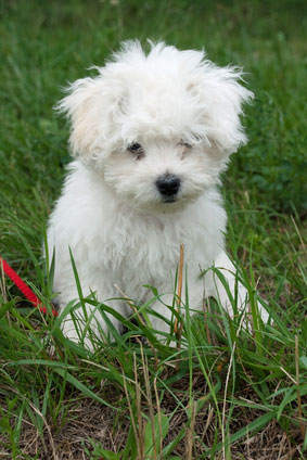 Featured image of post Malteser Hunde Wesen Charakter