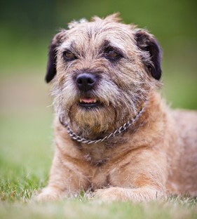 Der Border Terrier wurde früher zur Fuchs- und Dachsjagd eingesetzt