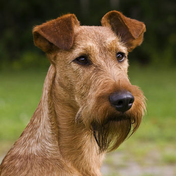 Irish Terrier