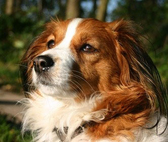 Kooikerhondje