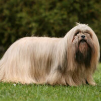 Lhasa Apso