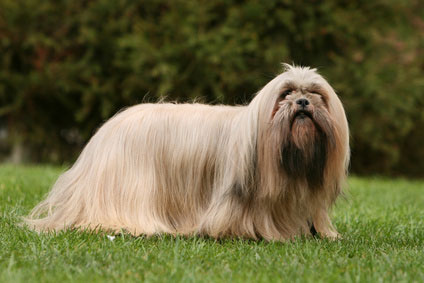 Lhasa Apso