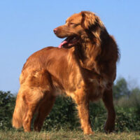 Nova Scotia Duck Tolling Retriever