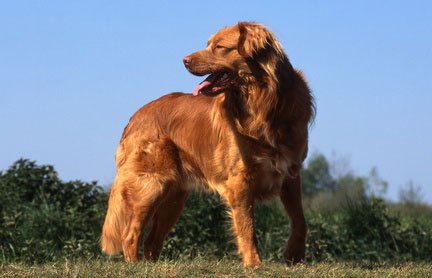 Nova Scotia Duck Tolling Retriever