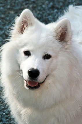 99+ Samoyed Chow Mix