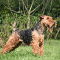 Welsh Terrier