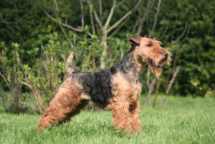 Welsh Terrier