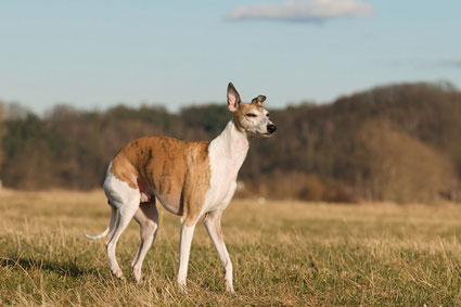 Whippets haben ein sensibles Wesen