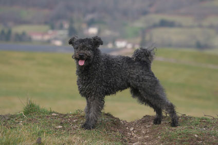 Pumi