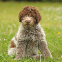 Lagotto Romagnolo