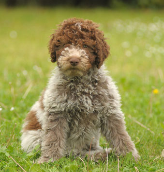 Lagotto Romagnolo 2019 Charakter Wesen Hunde Fan De