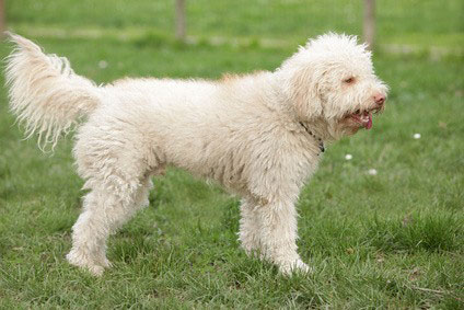 Der Charakter des Lagotto Romagnolo ist von Intelligenz und Verspieltheit gekennzeichnet .