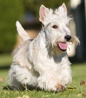 Der Scottish Terrier braucht viel Bewegung und ist als Stadthund weniger geeignet. Er sollte eine konsequente Erziehung bekommen.