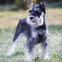 Zwergschnauzer