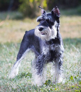  Zwergschnauzer sind die beliebteste Schnauzer-Rasse. Der Hund ist ein begnadeter Rattenfänger.