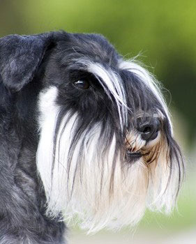 Der Zwergschnauzer hat einen besonders wachsamen Charakter. Seine Erziehung sollte konsequent sein, dann ist er auch gehorsam und und sehr gut abrufbar. Er eignet sich gut als Familienhund.