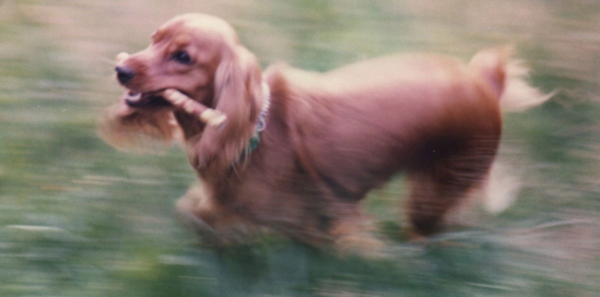 Cocker Spaniel haben einen lebendigen Charakter und sind kinderliebe Hunde. Ihre Erziehung gestaltet sich nicht allzu schwer.