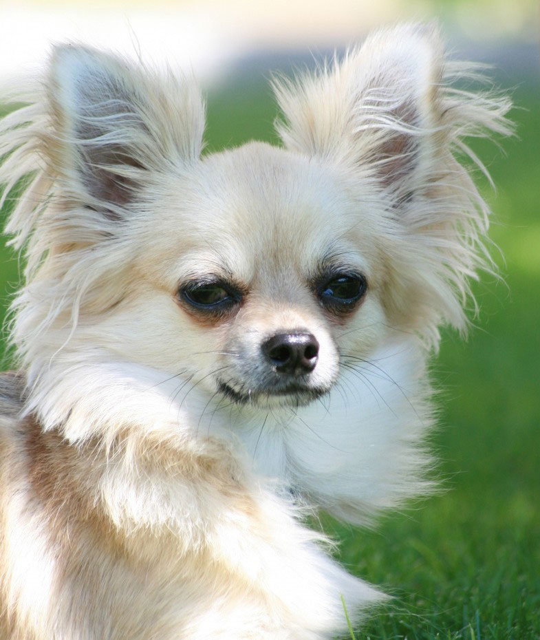 Chihuahuas sind richtige Hunde, die genauso wie große Hunde behandelt werden wollen.