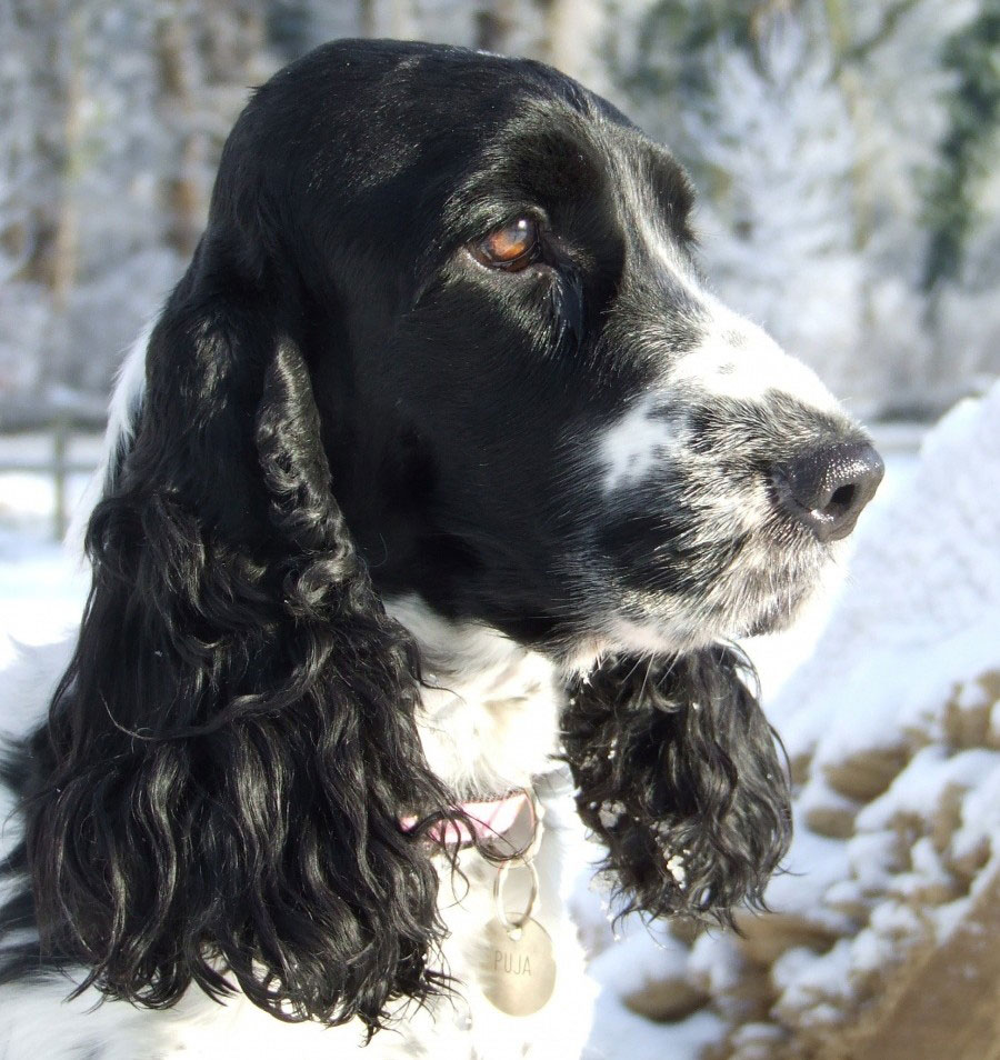 Cocker Spaniel sind Jagdhunde, die auch als Familienhunde sehr beliebt sind.