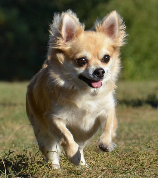 Der Chihuahua ist ein lebendiger kleiner Hund mit einem mutigen Charakter. Seine Erziehung ist nicht allzu schwer.