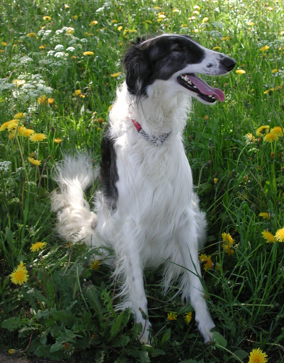 Der Barsoi zählt zu den größten Windhunden. Die Hunde erreichen im Sprint Geschwindigkeiten von mehr als 70 km/h.