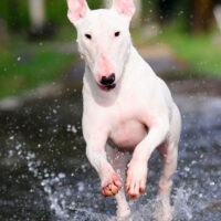 Bullterrier, Hund, Wasser, rennt, Bull Terrier