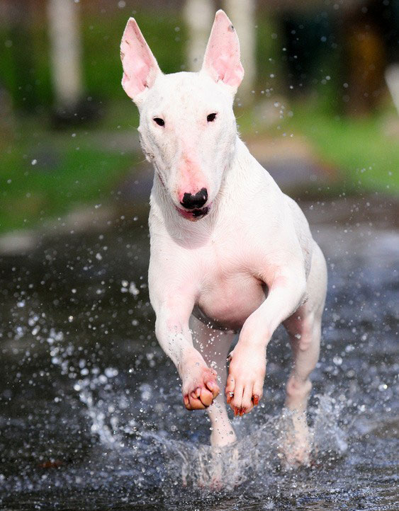 Der Bullterrier hat oft zu Unrecht einen schlechten Ruf. In vielen Bundesländern wird die Rasse als Listenhund geführt.