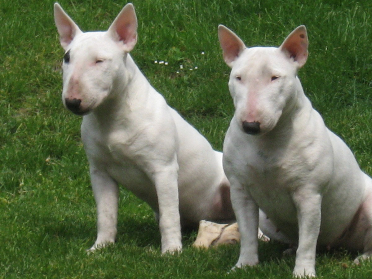 Der Miniatur Bullterrier hat einen sehr menschenfreundlichen Charakter. Er sollte aber vom Welpenalter an eine gute Erziehung bekommen.