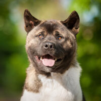 Portrait of  funny american akita dog