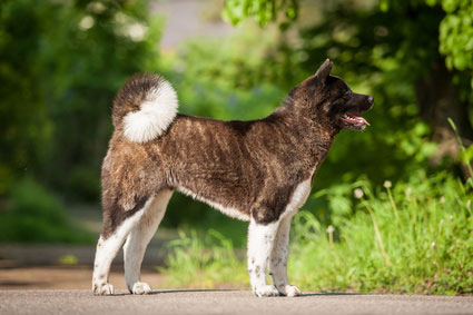 American Akita