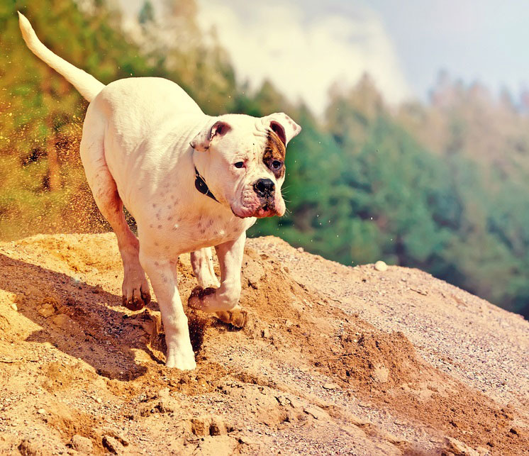 dog having fun