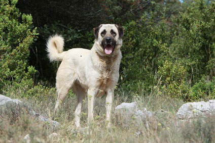 Anatolischer Hirtenhund