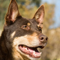 kelpie portrait