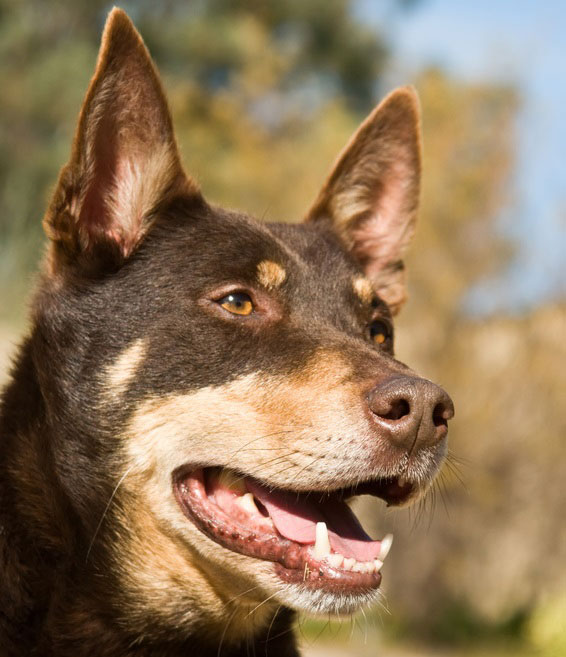 Australian Kelpie