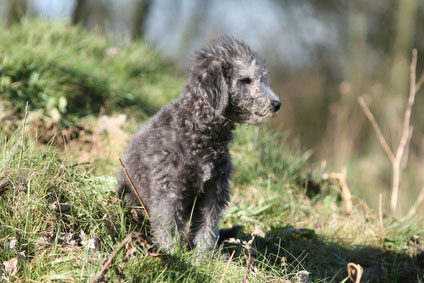 chiot bedlington terrier assis sagement  la campagne