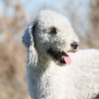 portrait d'un bedlington terrier blanc adulte  la campagne