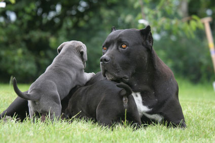 Cane Corso 2019 Charakter Wesen Hunde Fan De