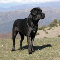 Cane Corso Rasse