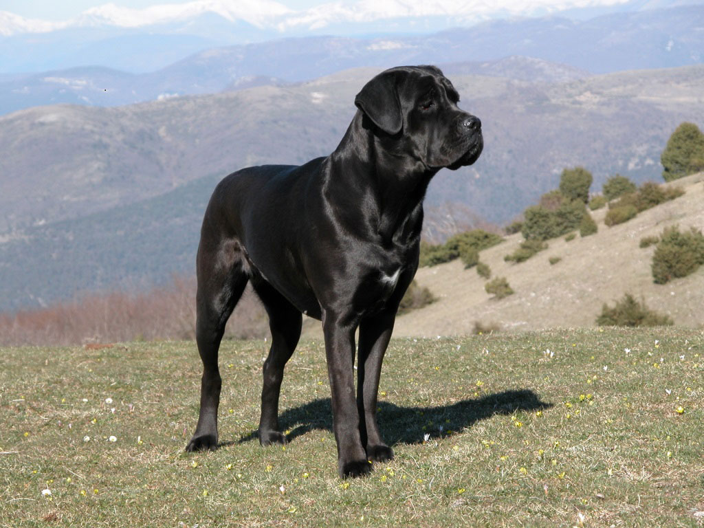 Cane Corso Rasse