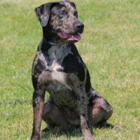 Portrait of Louisiana Catahoula leopard dog in green grass